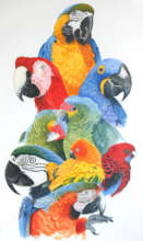 Save Companion Parrots through Rescue & Education