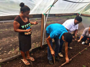 Transplanting tomato plants in Yorito