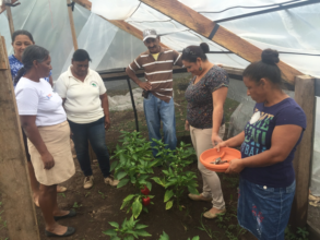 Farmers selecting fruit and vegetable plants.