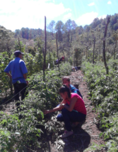 Farmers of Intibuca Sur, identifying diseases.