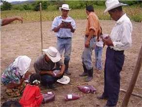 Participatory Farmer Research in Honduras