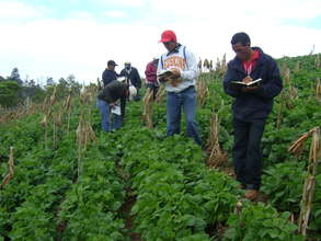 Bean research led by small farmers in honduras.