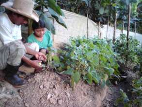 Harvesting Beans Together, near Copan.