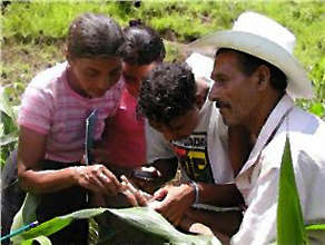 Sharing seeds