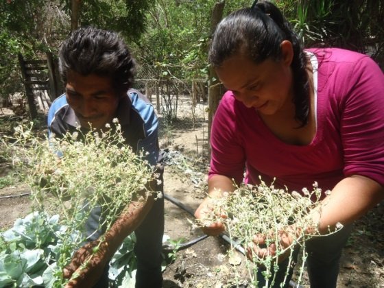 Seeds to Grow 100 Tons of Needed Food in Honduras