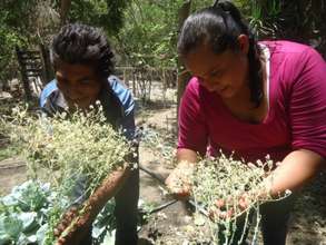 Producing Seeds in Honduras