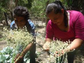 Producing Seeds, near Otoro.