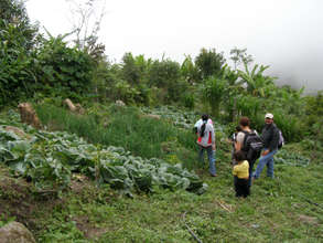 Vegetables on Hillside
