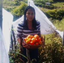 Tomato harvest.