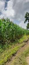 our maize garden