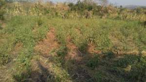 Tomato  Garden