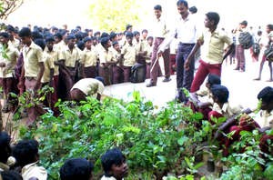 Provide 1000 plants to school planting program