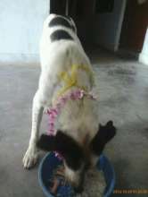 Sharo with his Tihar decorations