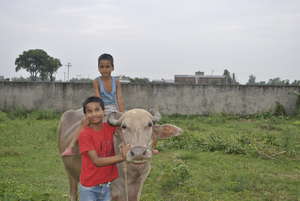 Krishna, Raju and the buffalo