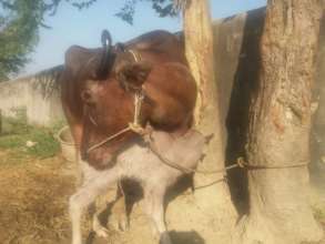 First moment together for the mum and the baby
