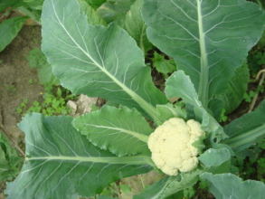 Our organic cauliflower is growing fast