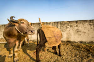 Our lovely buffaloes relaxing in the sun