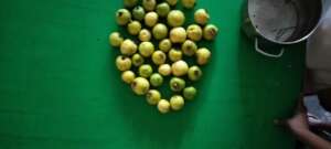 Fresh guavas from our garden!