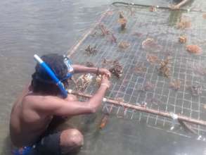Placing corals on the nursery bed