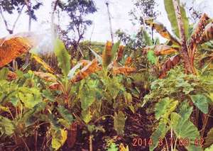 Dying banana trees - part of the staple diet.