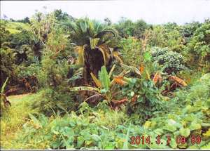 Food gardens affected by the toxic cloud.