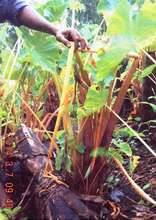 Another staple food, taro, is quickly dying off.