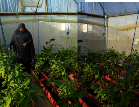 Afaf in her greenhouse during better times.