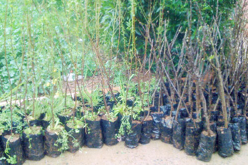 HAF Plants its 1 Millionth Tree!