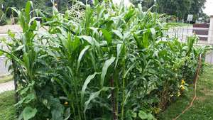 Jovial Garden - Corn, Beans, and Squash