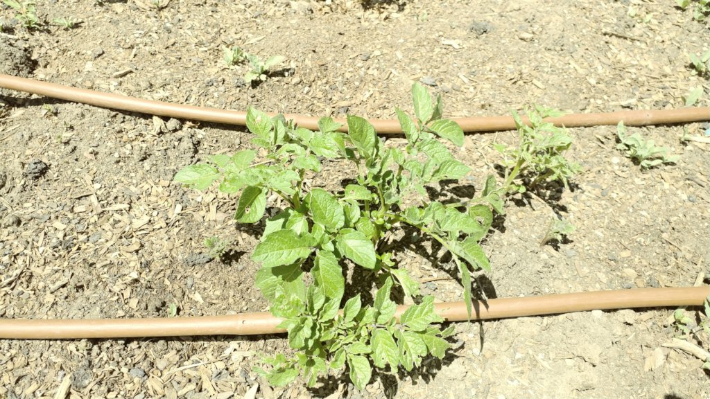 New Potato Growth!