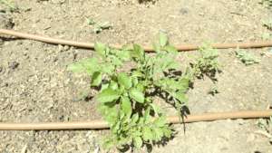 New Potato Growth!