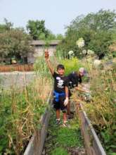 A successful harvest with a young volunteer