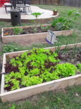 A garden this early spring full of lettuce