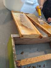 Honey Harvesting workshop