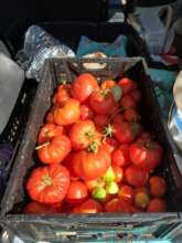 One week's harvest from the hoop house!