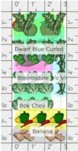 Jovial Immunity Bed built on GrowVeg planner