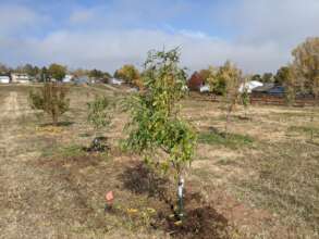 Planting trees at the orchard