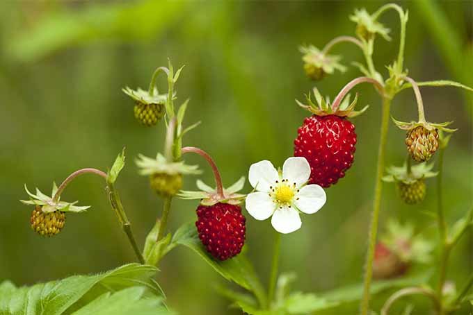 Strawberry