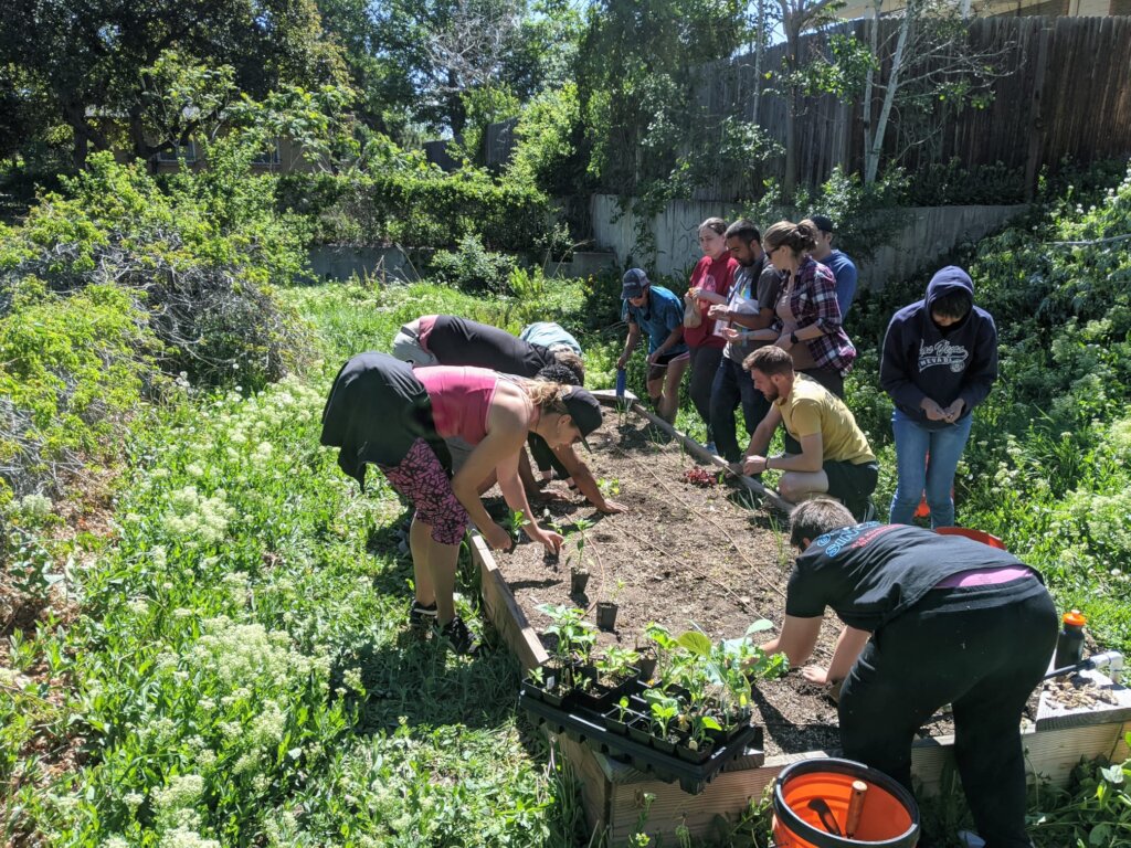 garden planting