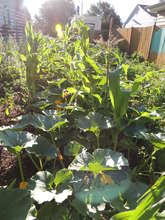 A Jovial Garden