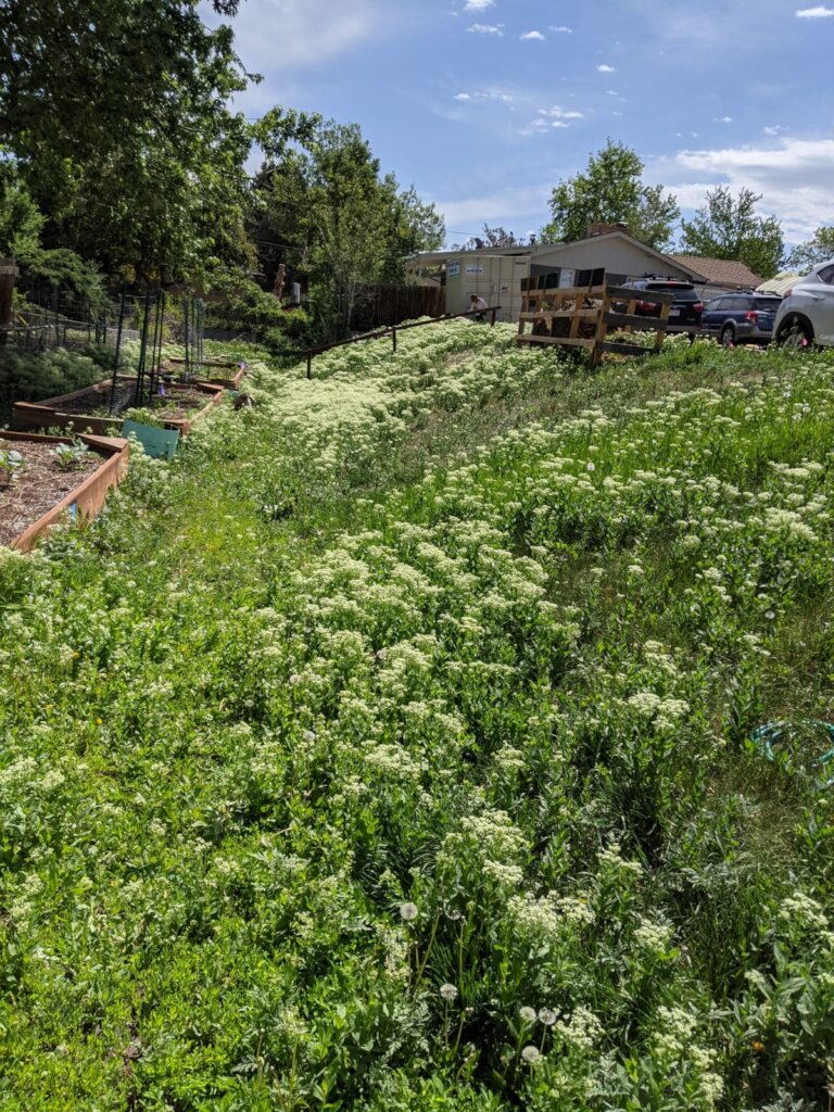 weedy landscape