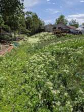weedy landscape