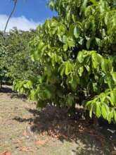 Plunbrose trees In the tiny forest at Tourama