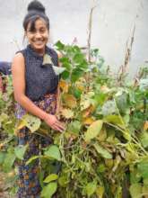 Saraswati class-9 is happily harvesting soybean.