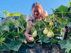 Pemba,class-5 harvesting Chayote (Iskus) vegetable