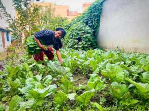 Srijana, class-6 harvesting Mustard leaf vegetable