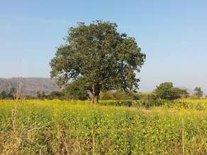 Mustard fields near Adharshila