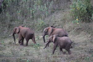 Protecting wildlife