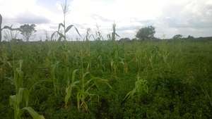 Corn fields planted by the youths
