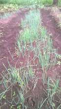Onions planted on land with newly purchased oxen
